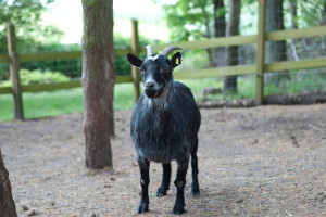ziege-schwarz-300x200